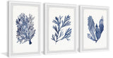 Seaweed Under Water V Triptych Wall Art